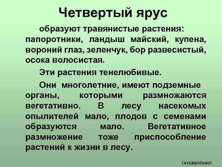 Четвертый ярус образуют травянистые растения: папоротники, ландыш майский, купена, вороний глаз, зеленчук, бор развесистый,