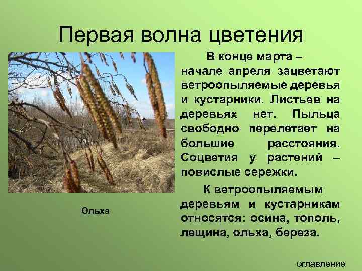 Первая волна цветения Ольха В конце марта – начале апреля зацветают ветроопыляемые деревья и