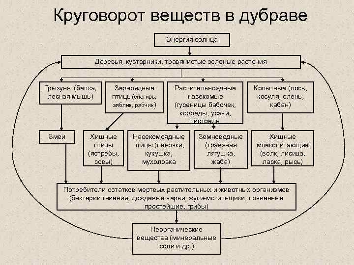 Схема ярусности в лесу