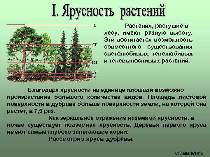 Растения, растущие в лесу, имеют разную высоту. Эти достигается возможность совместного существования светолюбивых, тенелюбивых