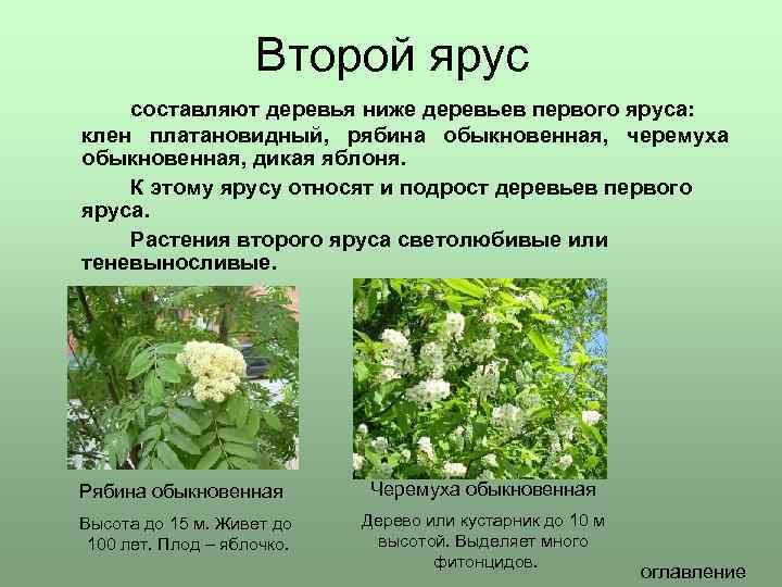 Второй ярус составляют деревья ниже деревьев первого яруса: клен платановидный, рябина обыкновенная, черемуха обыкновенная,