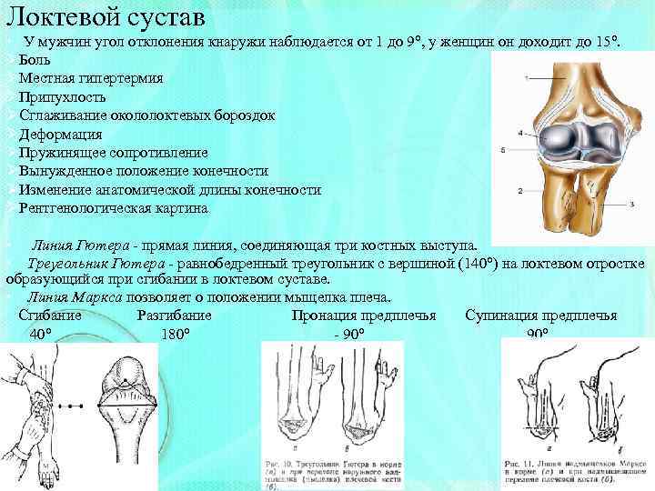 Локтевой сустав • У мужчин угол отклонения кнаружи наблюдается от 1 до 9°, у