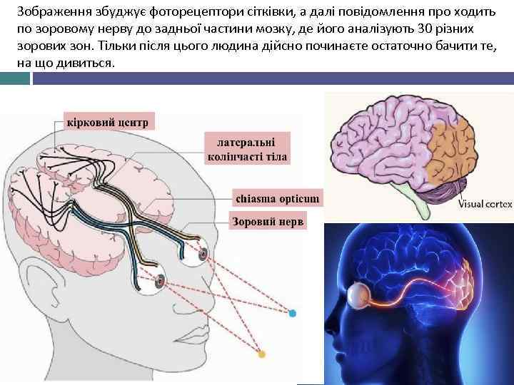 Зображення збуджує фоторецептори сітківки, а далі повідомлення про ходить по зоровому нерву до задньої