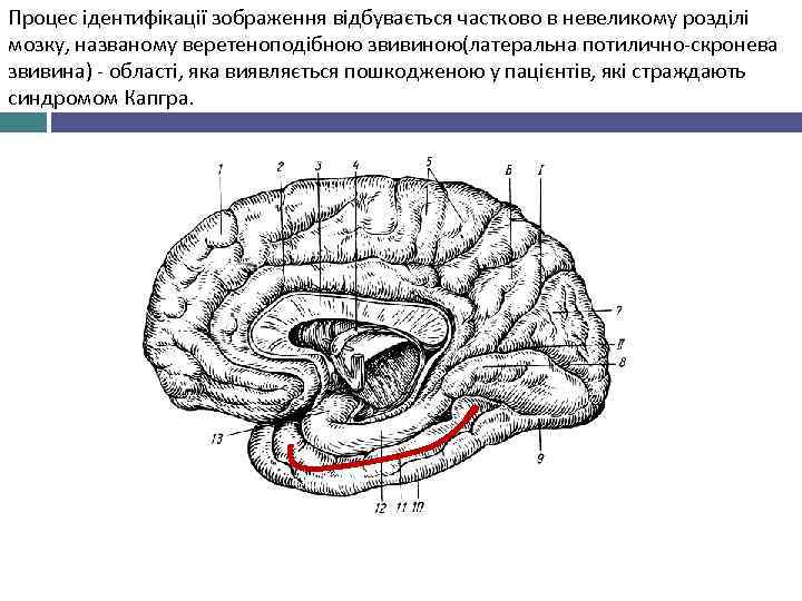 Процес ідентифікації зображення відбувається частково в невеликому розділі мозку, названому веретеноподібною звивиною(латеральна потилично-скронева звивина)