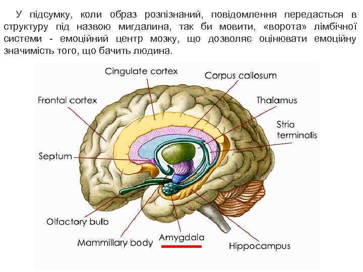 У підсумку, коли образ розпізнаний, повідомлення передасться в структуру під назвою мигдалина, так би