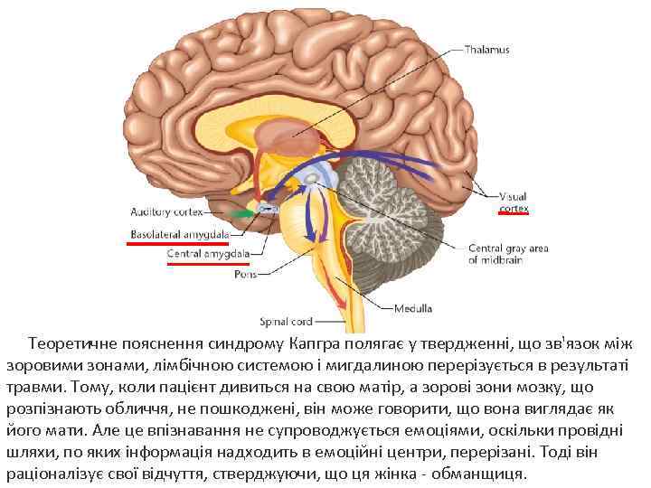 Теоретичне пояснення синдрому Капгра полягає у твердженні, що зв'язок між зоровими зонами, лімбічною системою