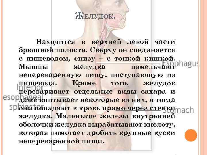 ЖЕЛУДОК. Находится в верхней левой части брюшной полости. Сверху он соединяется с пищеводом, снизу