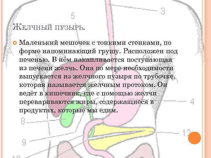 ЖЕЛЧНЫЙ ПУЗЫРЬ. Маленький мешочек с тонкими стенками, по форме напоминающий грушу. Расположен под печенью.