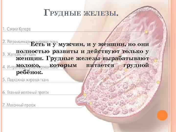 ГРУДНЫЕ ЖЕЛЕЗЫ. Есть и у мужчин, и у женщин, но они полностью развиты и