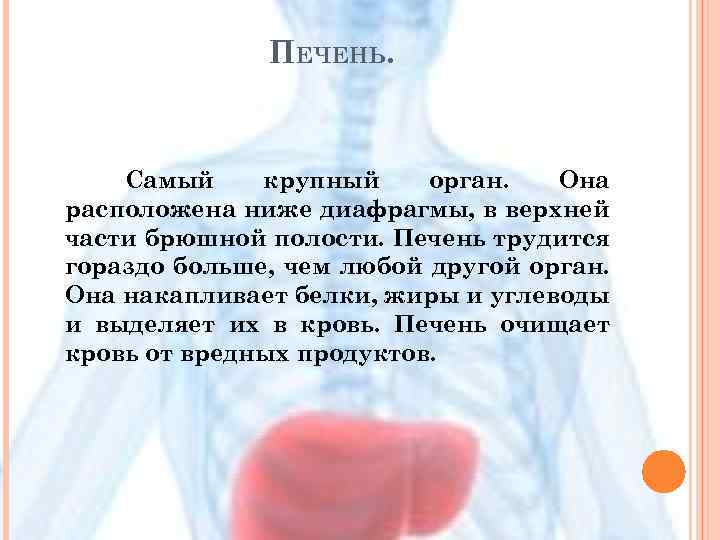 ПЕЧЕНЬ. Самый крупный орган. Она расположена ниже диафрагмы, в верхней части брюшной полости. Печень