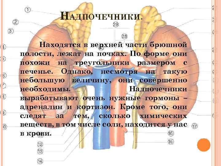 НАДПОЧЕЧНИКИ. Находятся в верхней части брюшной полости, лежат на почках. По форме они похожи