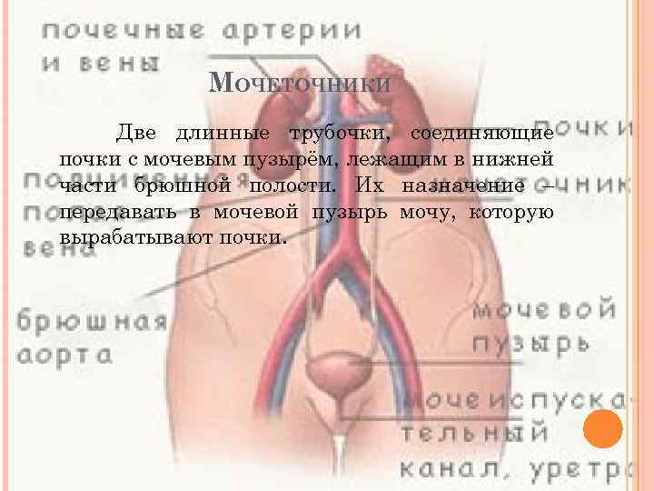 МОЧЕТОЧНИКИ Две длинные трубочки, соединяющие почки с мочевым пузырём, лежащим в нижней части брюшной