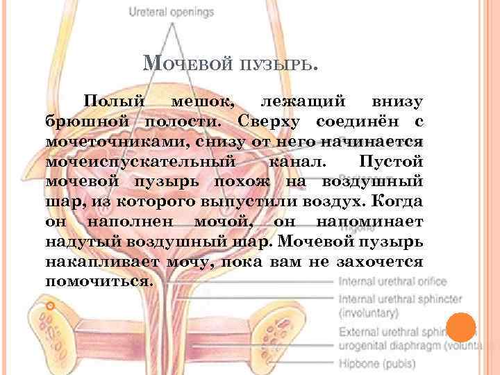 МОЧЕВОЙ ПУЗЫРЬ. Полый мешок, лежащий внизу брюшной полости. Сверху соединён с мочеточниками, снизу от