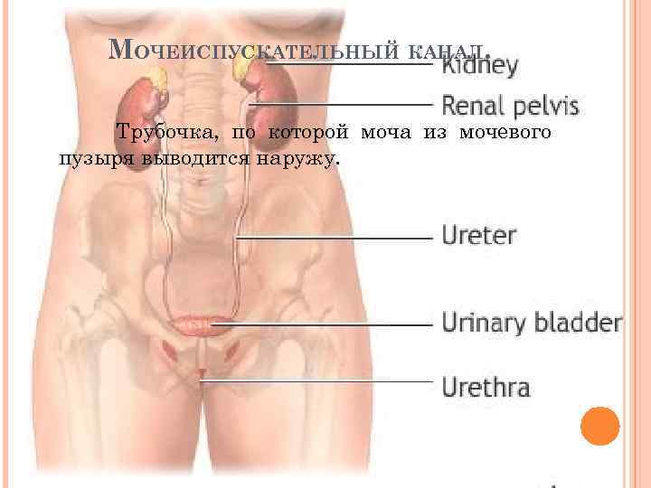 МОЧЕИСПУСКАТЕЛЬНЫЙ КАНАЛ. Трубочка, по которой моча из мочевого пузыря выводится наружу. 