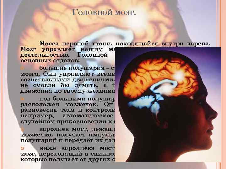 ГОЛОВНОЙ МОЗГ. Масса нервной ткани, находящейся внутри черепа. Мозг управляет нашим мышлением и всей