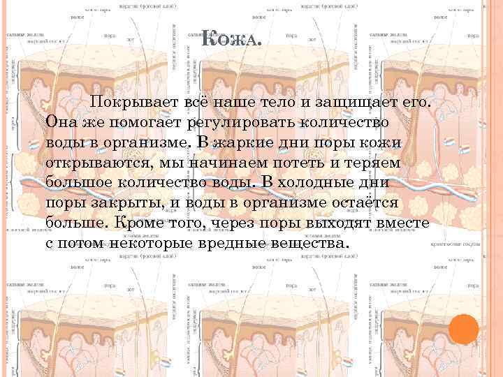 КОЖА. Покрывает всё наше тело и защищает его. Она же помогает регулировать количество воды