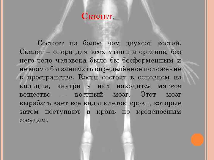 СКЕЛЕТ. Состоит из более чем двухсот костей. Скелет – опора для всех мышц и