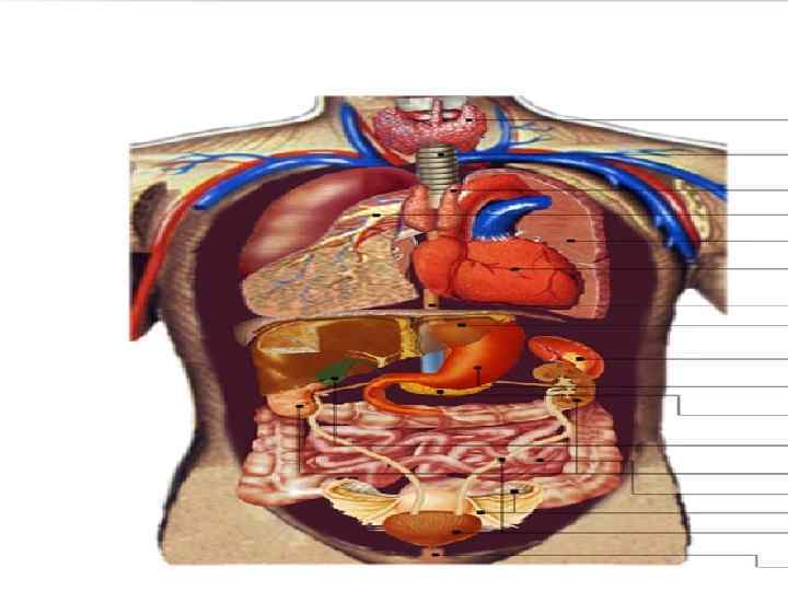 Анатомия внутренних органов женщины фото. Внутренние органы.