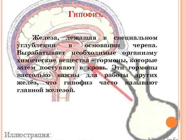 ГИПОФИЗ. Железа, лежащая в специальном углублении в основании черепа. Вырабатывает необходимые организму химические вещества