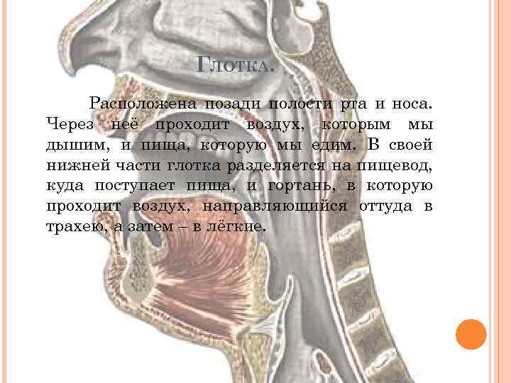 ГЛОТКА. Расположена позади полости рта и носа. Через неё проходит воздух, которым мы дышим,