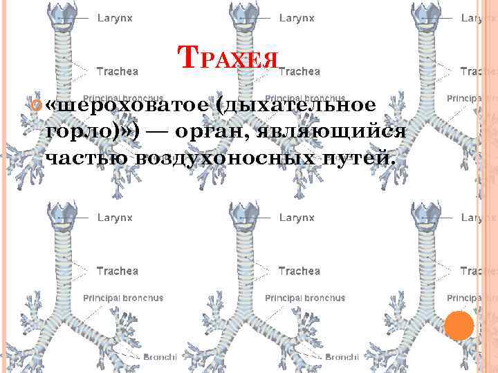 ТРАХЕЯ «шероховатое (дыхательное горло)» ) — орган, являющийся частью воздухоносных путей. 