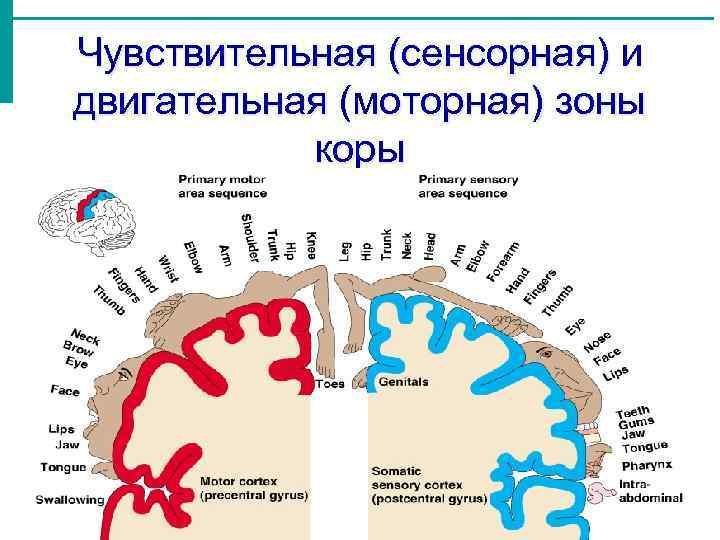 Сенсорная речь моторная речь