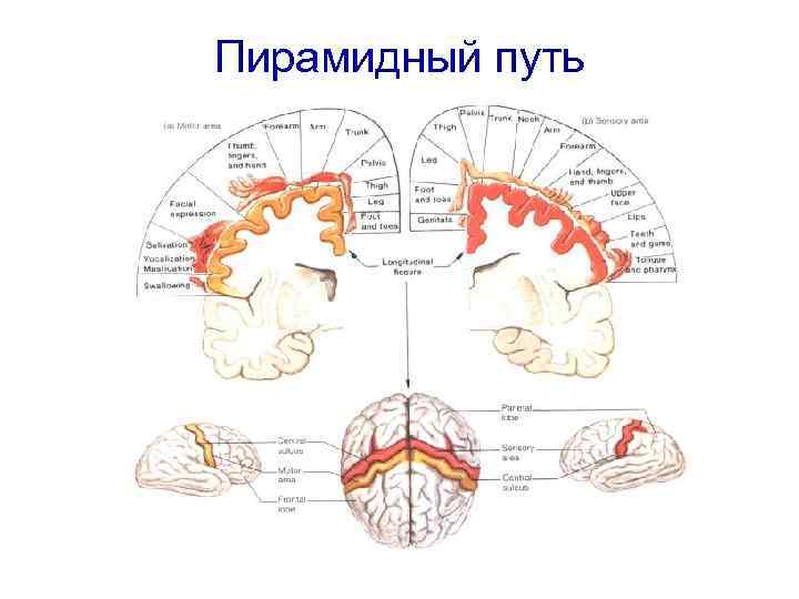 Схема пирамидальных путей