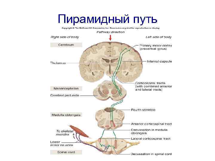 Кортико нуклеарный путь схема