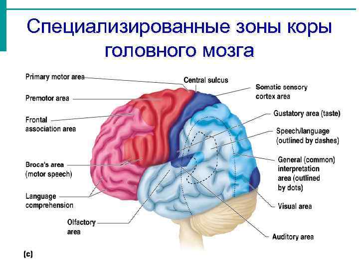 Основные зоны коры мозга. Зоны головного мозга. Зоны коры. Зоны коры головного мозга за что отвечают. Зоны ответственности головного мозга.