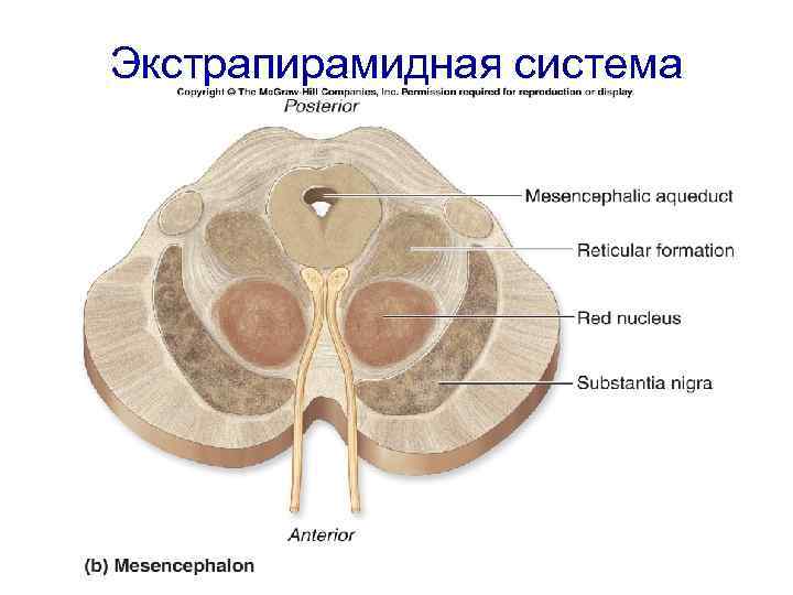 Экстрапирамидная система 