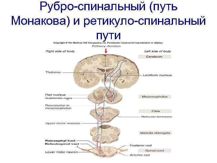 Рубро-спинальный (путь Монакова) и ретикуло-спинальный пути 