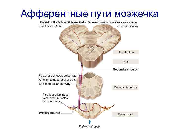 Мозжечок волокна. Проводящие пути мозжечка схема. Эфферентные проводящие пути мозжечка. Мозжечковые пути неврология схема. Мозжечок проводящие пути неврология.