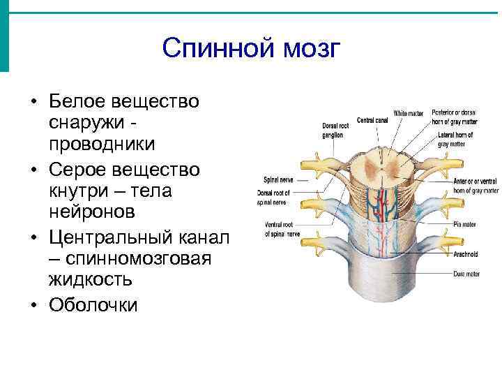 Рассмотрите рисунок 77 найдите спинномозговой канал центральный канал серое и белое вещество объясни