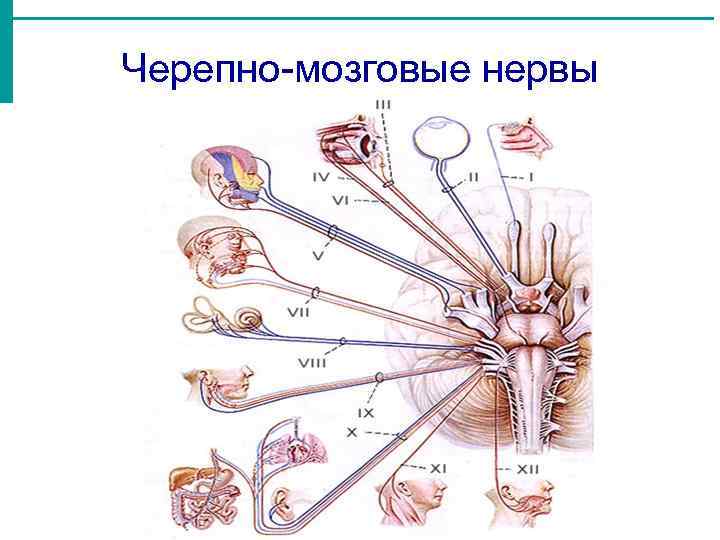 Черепные нервы являются. Пары черепно мозговых нервов анатомия. ЧМН смешанные нервы. 6 Пара черепных нервов. 6 Пара черепных нервов неврология.
