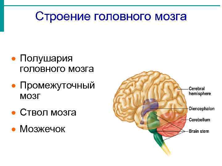 Строение головного мозга · Полушария головного мозга · Промежуточный мозг · Ствол мозга ·