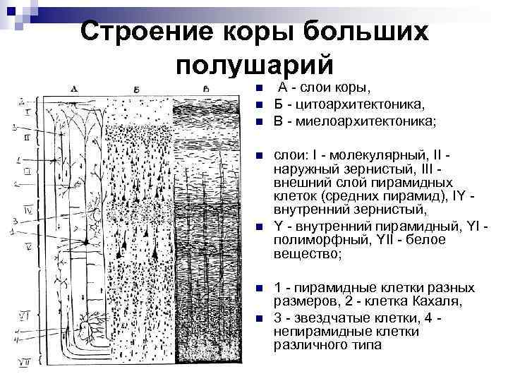 Схема коры больших полушарий гистология