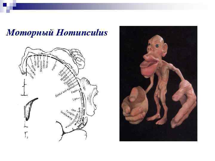 Моторный Homunculus 