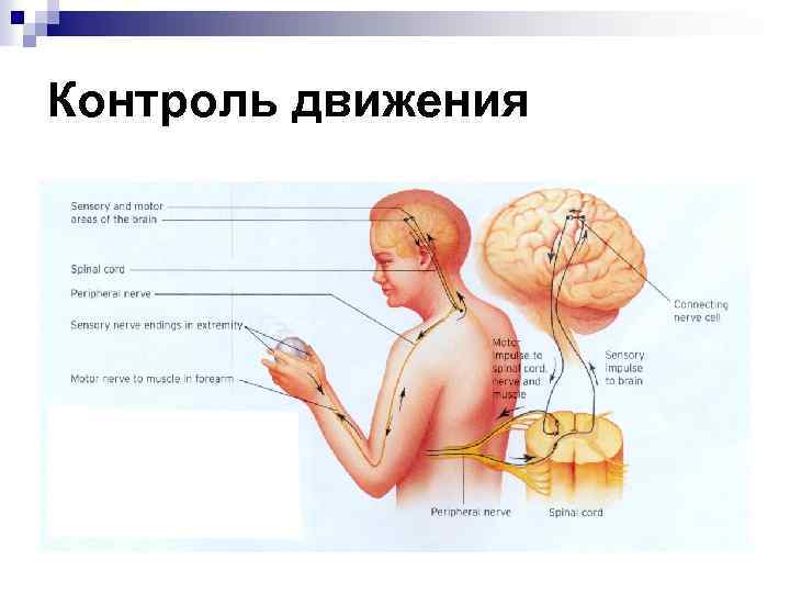 Контроль движения 