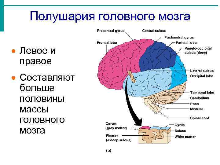 Полушария головного мозга · Левое и правое · Составляют больше половины массы головного мозга