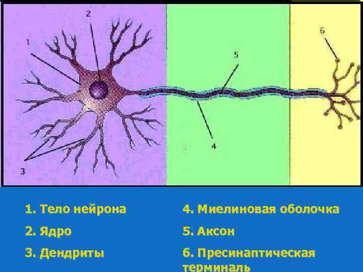 1. Тело нейрона 4. Миелиновая оболочка 2. Ядро 5. Аксон 3. Дендриты 6. Пресинаптическая