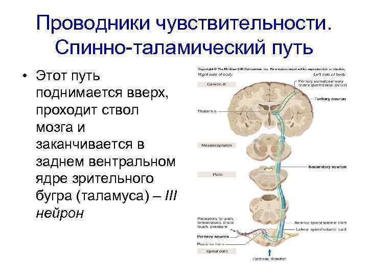 Проводники чувствительности. Спинно-таламический путь • Этот путь поднимается вверх, проходит ствол мозга и заканчивается