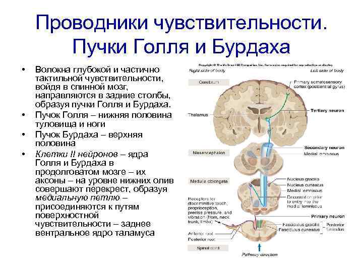 Проводники чувствительности. Пучки Голля и Бурдаха • • Волокна глубокой и частично тактильной чувствительности,