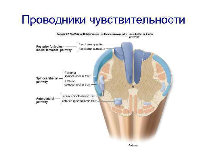 Поверхностные пути. Проводники глубокой чувствительности схема. Проводники поверхностной чувствительности. Путь поверхностной чувствительности схема. Путь поверхностной чувствительности неврология.