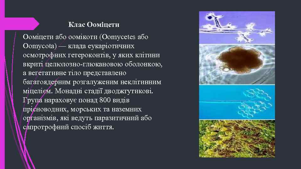 Клас Ооміцети або оомікоти (Oomycetes або Oomycota) — клада еукаріотичних осмотрофних гетероконтів, у яких
