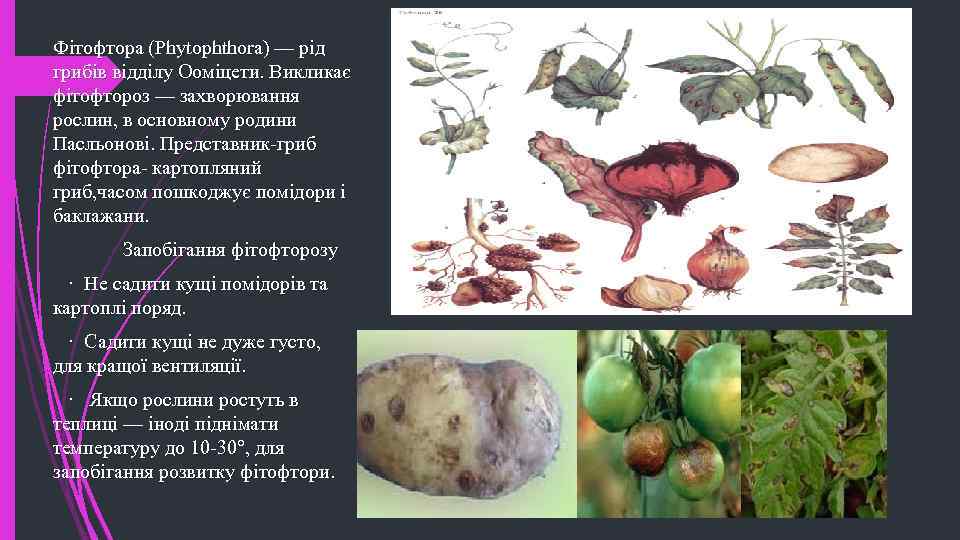 Фітофтора (Phytophthora) — рід грибів відділу Ооміцети. Викликає фітофтороз — захворювання рослин, в основному