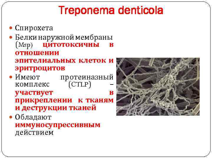 Treponema denticola Спирохета Белки наружной мембраны (Msp) цитотоксичны в отношении эпителиальных клеток и эритроцитов