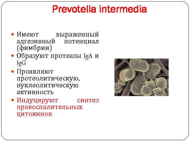 Prevotella intermedia Имеют выраженный адгезивный потенциал (фимбрии) Образуют протеазы Ig. A и Ig. G