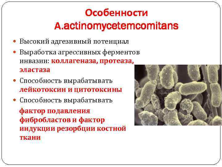 Особенности А. actinomycetemcomitans Высокий адгезивный потенциал Выработка агрессивных ферментов инвазии: коллагеназа, протеаза, эластаза Способность