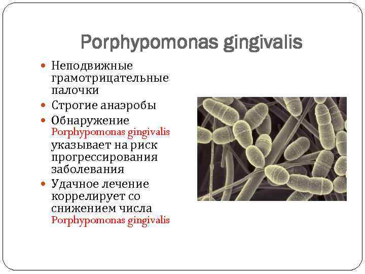 Porphypomonas gingivalis Неподвижные грамотрицательные палочки Строгие анаэробы Обнаружение Porphypomonas gingivalis указывает на риск прогрессирования