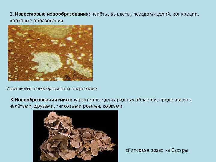2. Известковые новообразования: налёты, выцветы, псевдомицелий, конкреции, корковые образования. Известковые новообразования в черноземе 3.